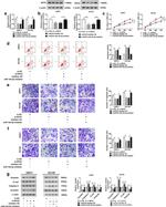 KIF23 Antibody