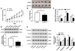 KIF23 Antibody in Western Blot (WB)