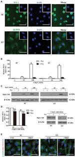 TECK Antibody in Immunohistochemistry (IHC)