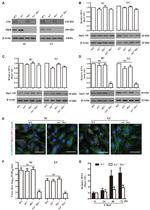 MERTK Antibody