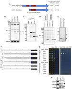 GAPDH Loading Control Antibody in Western Blot (WB)