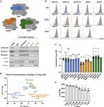 FOXP3 Antibody in Flow Cytometry (Flow)