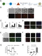 mCherry Antibody in Immunocytochemistry (ICC/IF)