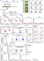 Granzyme B Antibody in Flow Cytometry (Flow)