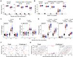 CD14 Antibody in Flow Cytometry (Flow)