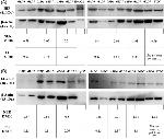 14-3-3 theta Antibody in Western Blot (WB)