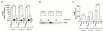 CD9 Antibody in Western Blot (WB)