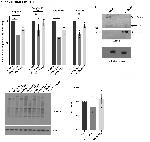 ATP Synthase beta Antibody in Western Blot (WB)