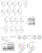 TDP-43 Antibody in Western Blot (WB)