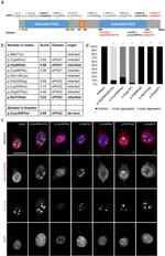 Nucleolin Antibody in Immunocytochemistry (ICC/IF)