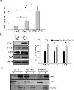 TAL1 Antibody in Western Blot (WB)