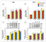 HEY1 Antibody in Western Blot (WB)