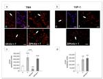 HEY1 Antibody in Immunocytochemistry (ICC/IF)