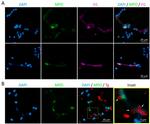 Myeloperoxidase Antibody in Immunocytochemistry (ICC/IF)