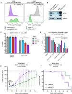 SCD Antibody in Western Blot (WB)