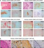 CD11b Antibody in Immunohistochemistry (IHC)