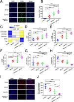 CD3 Antibody in Flow Cytometry (Flow)