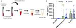 IFN gamma Antibody in ELISA (ELISA)