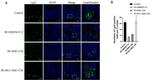 LGR5 Antibody in Immunohistochemistry (Paraffin) (IHC (P))