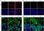 HMGB1 Antibody in Immunocytochemistry (ICC/IF)