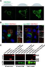 CD8a Antibody in Immunoprecipitation (IP)