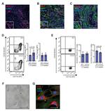 CD45 Antibody in Flow Cytometry (Flow)