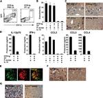 CD11c Antibody in Immunohistochemistry, Immunohistochemistry (Frozen) (IHC, IHC (F))