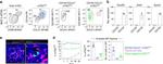 MHC Class II (I-A/I-E) Antibody in Flow Cytometry (Flow)