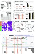 CD14 Antibody in Flow Cytometry (Flow)