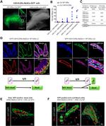 CD29 (Integrin beta 1) Antibody in Flow Cytometry (Flow)