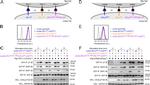 CD279 (PD-1) Antibody in Flow Cytometry (Flow)