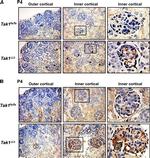 CD31 (PECAM-1) Antibody in Immunohistochemistry, Immunohistochemistry (Paraffin) (IHC, IHC (P))