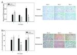 CD34 Antibody in Immunohistochemistry (IHC)