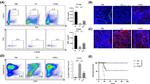 CD41a Antibody in Immunohistochemistry (IHC)