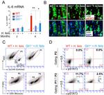 CD326 (EpCAM) Antibody in Flow Cytometry (Flow)