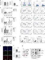 CD45 Antibody in Flow Cytometry (Flow)