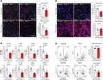 CD45 Antibody in Flow Cytometry (Flow)