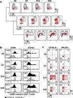 IFN gamma Antibody in Flow Cytometry (Flow)