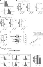 CD47 Antibody in Flow Cytometry (Flow)