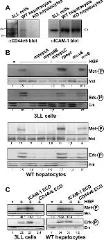 CD54 (ICAM-1) Antibody in Western Blot (WB)