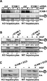 CD54 (ICAM-1) Antibody in Western Blot (WB)