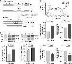 CD62P (P-Selectin) Antibody in Flow Cytometry (Flow)