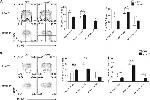 KLRG1 Antibody in Flow Cytometry (Flow)