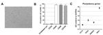 CD105 (Endoglin) Antibody in Flow Cytometry (Flow)