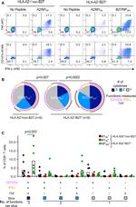 CD107a (LAMP-1) Antibody in Flow Cytometry (Flow)