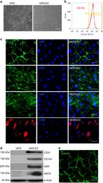 CD144 (VE-cadherin) Antibody in Flow Cytometry (Flow)