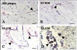 CD205 Antibody in Immunohistochemistry (Frozen) (IHC (F))