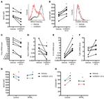 CD206 (MMR) Antibody in Flow Cytometry (Flow)