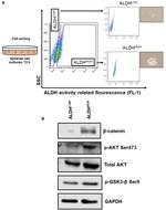 beta Catenin Antibody in Western Blot (WB)