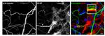 beta-3 Tubulin Antibody in Immunocytochemistry (ICC/IF)